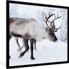 MuchoWow® Gerahmtes Poster Ein Weihnachtsfoto von Rentieren Produktbild-Vorschau 1