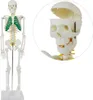 Anatomie Modell Skelett Auswahl Lebensgroß 180 cm oder Produktbild-Vorschau 3