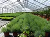 echter Lavendel XL BUSCH Ø 40cm, Höhe 40 cm, Lavandula Produktbild-Vorschau 8