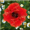 Das "Gelingt-immer"-Puzzle Wiesenblumen Produktbild-Vorschau 2