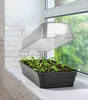 Seedlings in a black plastic tray with a clear plastic lid are placed on a windowsill, with a brick wall to the left and greenery visible through the window. Produktbild-Vorschau