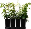 KIWI ‘Ananasnaja‘ - weiblich  2L Produktbild-Vorschau 8