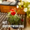 Balkon- & Kübelpflanzendünger COMPO Langzeitdünger mit Produktbild-Vorschau 6