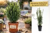 Stĺpovitý tis Hicksii 80–100 cm – Taxus media „Hicksii“ Náhľad obrázku produktu 4