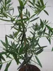 Steineibe - Podocarpus elatus - 40-60cm Produktbild-Vorschau 3