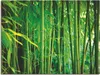 ARTland Leinwandbild Bambus I Größe: 60x45 cm Produktbild-Vorschau 1