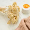 Getrocknete Schafgarbe (Achillea) - Gebleicht Produktbild-Vorschau 3