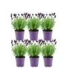 Plants by Frank | 6 Französische Lavendel Pflanzen | Produktbild-Vorschau 1