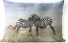 MuchoWow® Outdoor Kissen - Zebras - Gras - Schwarz - Weiß - Produktbild-Vorschau 1