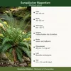 Stauden Gänge 1 x Blechnum spicant im 1 Liter Topf - Produktbild-Vorschau 8
