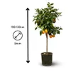 Oranger - agrume méditerranéen - arbre fruitier - ↕ 120-130 Voir les images du produit 3