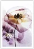 Poster - Poster ohne Rahmen - blume sommer natur - 70x100 Produktbild-Vorschau 1