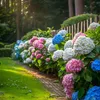 A garden path lined with colorful hydrangeas in bloom. Produktbild-Vorschau