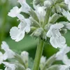6x Nepeta faassenii Snowflake P9 H20 Produktbild-Vorschau 2