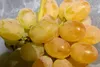 Vitis vinifera Gelber Augusteller - Weintraube Gelber Produktbild-Vorschau 1