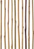 KADAX Bambusstab 105 cm x 12 mm, 1 Stück, Pflanzstab aus Produktbild-Vorschau 3