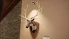 A mounted deer head trophy on a wall. Náhled obrázku produktu