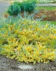 Larix kaempferi, Japanische Lärche, 80–100 cm Produktbild-Vorschau 13