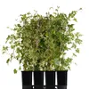Vite canadese (Ampelopsis) Elegans 1L Anteprima dell’immagine prodotto 10