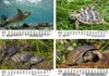 Schildkrötenzauber DIN A5 Kalender für 2026 Schildkröten - Produktbild-Vorschau 2