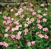 Geranium x oxonianum 'Wargrave Pink', Storchschnabel, rosa, Produktbild-Vorschau 11
