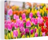 MuchoWow® - Leinwandbilder - Tulpen - Farben - Frühling, Produktbild-Vorschau 1