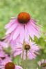 Echinacea purpurea 'Magnus', Sonnenhut, rosa, ca. 9x9 cm Produktbild-Vorschau 2