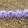 (9,25€/kg) Phacelia 2 kg Gründüngung Stilllegung Produktbild-Vorschau 2