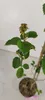 A close-up of a young plant with green leaves and a small cluster of developing fruit or seed pods at the top. Anteprima dell’immagine prodotto