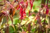 Fuchsia magellanica 'Riccartonii', winterhart, rot-violett, Podgląd zdjęcia produktu 4
