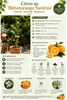 Agrume, Oranger Cédrat (Switrus) : 50–70 cm – Arbre Voir les images du produit 3