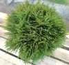 Thuja occidentalis Danica Boule Arbre de vie persistant 30 Voir les images du produit 2