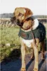 Kentucky Dogwear Hundemantel 160g Produktbild-Vorschau 5