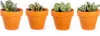 Gardners Lithops mix, priemer 6 cm Náhľad obrázku produktu 1