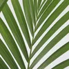 Kencja - Howea forsteriana - Wysokość 90-100cm - ⌀18cm Podgląd zdjęcia produktu 3