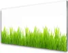 Acrylglasbilder 100x50 Wandbild Druck Gras Natur Produktbild-Vorschau 1