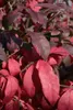 Euonymus alatus 'Compactus', Flügel-Spindelstrauch, 60–80 Produktbild-Vorschau 10