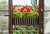 Prosperplast 2er-Set Blumentopf | Boardee Fancycase W | Produktbild-Vorschau 2