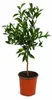 Yuzu-citroen als kleine plant, ongeveer 50 cm hoog – Citrus Productafbeelding-voorbeeld 4