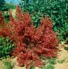Cytisus scoparius 'Killiney Red', Besenginster, rot, 60–80 Produktbild-Vorschau 2