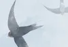 Vlies Fototapete fliegende Vögel 400x280 cm Tapeten Produktbild-Vorschau 5