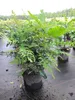 Mahonia bealei - Schmuck Mahonie - 80-100 Produktbild-Vorschau 2