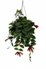Aeschynanthus 'Mona Lisa' wisząca 70–80 cm – kwiat wstydu, Podgląd zdjęcia produktu 4