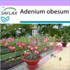 SAFLAX - púštne ruže - Adenium obesum - 8 Semená Náhľad obrázku produktu 5