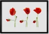 Bild 70x50 MDF-Rahmen Wandkunst Die Pflanze Mohn Natur Produktbild-Vorschau 1