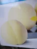 Prunus persica Ice Peach - Pfirsich Ice Peach Produktbild-Vorschau 1