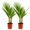 2er-Set Washingtonia Robusta, Fächerpalme, Palme, 70-80 cm, Produktbild-Vorschau 1
