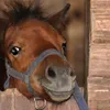 A close-up of a horse's head wearing a halter, peeking out from a stable. Produktbild-Vorschau