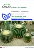 SAFLAX - Krzesło Teściowej - 40 Nasiona - Echinocactus Podgląd zdjęcia produktu 1