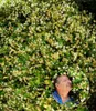 BALDUR Garten 1x Winterharter Jasmin 'Star of Toscane®' Produktbild-Vorschau 6